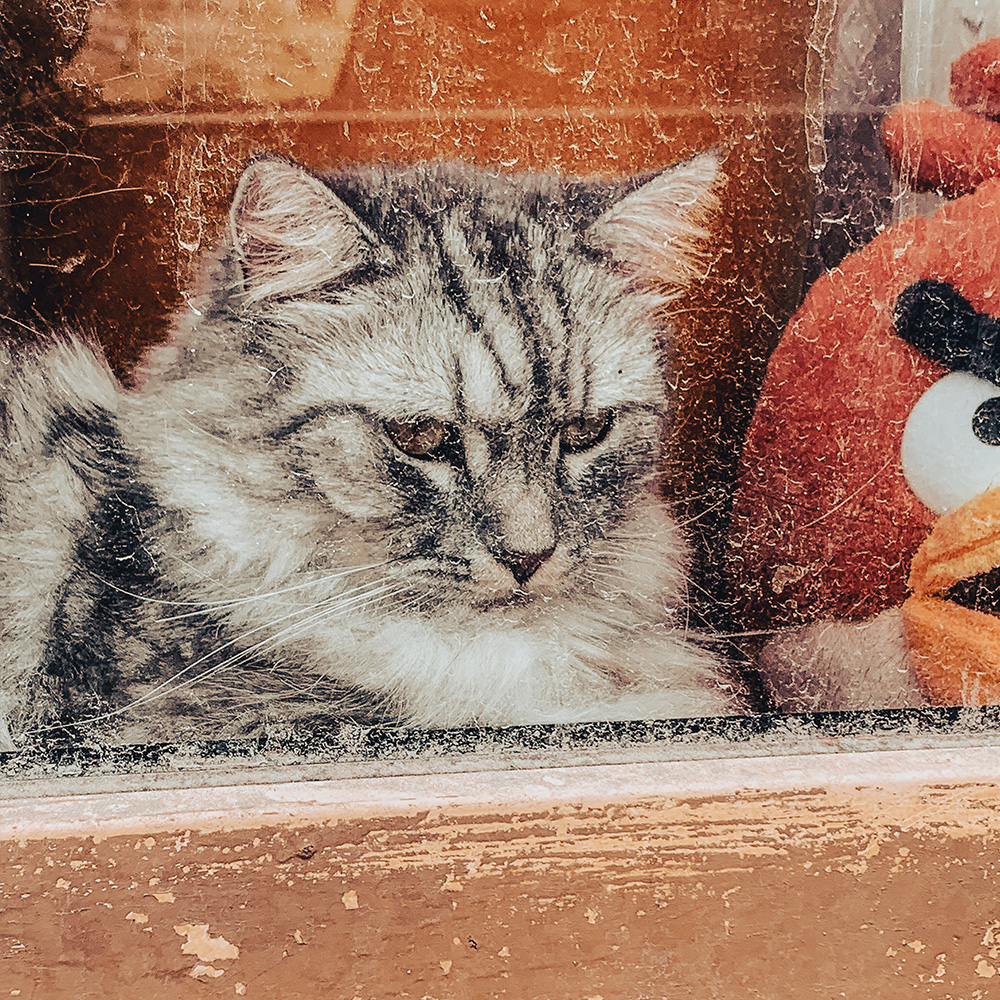 40 кошек и старость